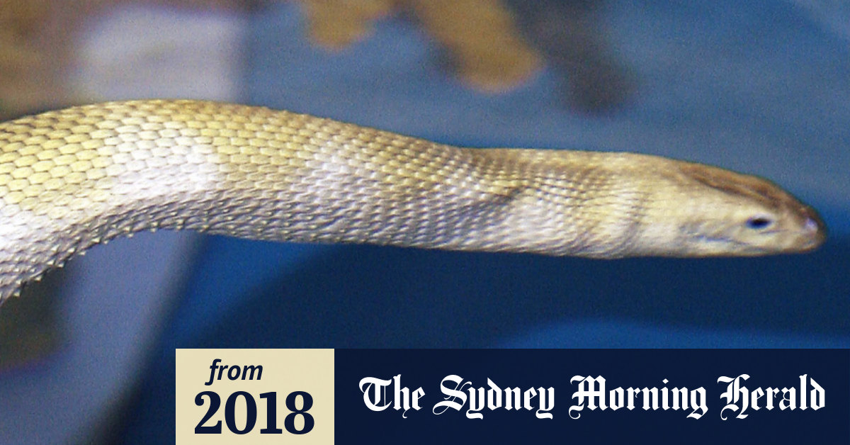 Sea snake bite kills British man in Northern Territory